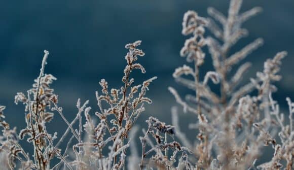 Huurtuneet kasvit varhaistalvessa – konsernin osavuosikatsaus Q4